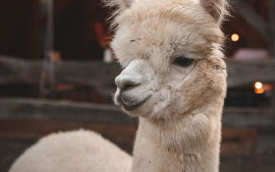 Alpaka Land – edinstvena doživetja v družbi alpak